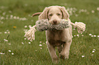 Langhaarweimaraner Welpe