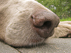 Weimaraner Nase