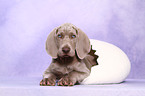 Kurzhaarweimaraner Welpe