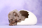 Kurzhaarweimaraner Welpe