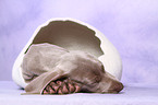 Kurzhaarweimaraner Welpe