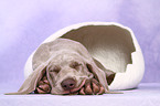 Kurzhaarweimaraner Welpe