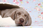 Kurzhaarweimaraner Welpe