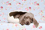 Kurzhaarweimaraner Welpe