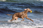 spielender Kurzhaarweimaraner