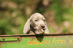 Kurzhaarweimaraner Welpe