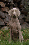 junger Kurzhaarweimaraner