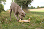 junger Kurzhaarweimaraner