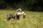 Weimaraner Welpe