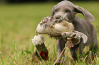 Weimaraner Welpe