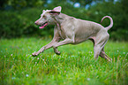 rennender Kurzhaarweimaraner