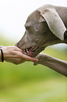 fressender Kurzhaarweimaraner
