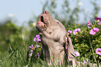 Weimaraner Welpe