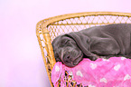 Weimaraner Welpe