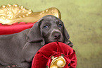 Weimaraner Welpe