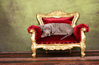 Weimaraner Welpe