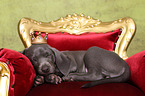 Weimaraner Welpe