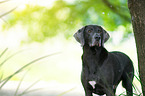 Weimaraner Portrait