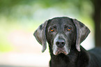 Weimaraner Portrait