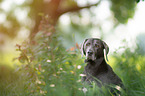 Weimaraner Portrait