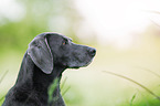 Weimaraner Portrait