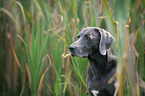 Weimaraner Portrait