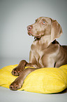 liegender Weimaraner