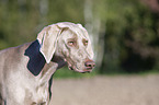 Weimaraner Portrait