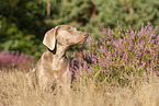 liegender Weimaraner
