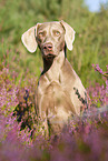 sitzender Weimaraner