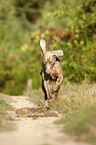 rennender Weimaraner