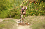 rennender Weimaraner