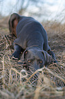 liegender blauer Weimaraner