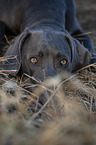 blauer Weimaraner