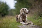 liegender Langhaarweimaraner