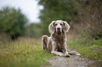 liegender Langhaarweimaraner