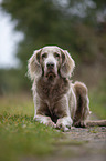liegender Langhaarweimaraner