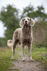 stehender Langhaarweimaraner