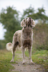 stehender Langhaarweimaraner