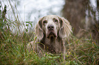 liegender Langhaarweimaraner