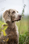 Langhaarweimaraner Portrait