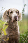 Langhaarweimaraner Portrait