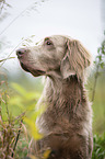 Langhaarweimaraner Portrait