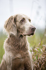 Langhaarweimaraner Portrait