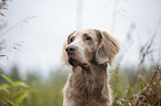 Langhaarweimaraner Portrait