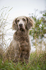 sitzender Langhaarweimaraner