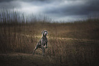 laufender Weimaraner