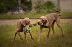 spielende Weimaraner