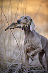 Weimaraner bei der Jagd