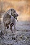 Weimaraner bei der Jagd